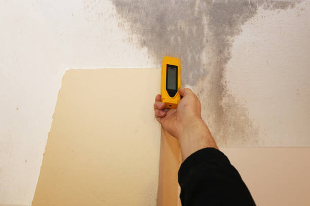 Professional Mold Inspection, Removal & Remediation in Vinton, LA