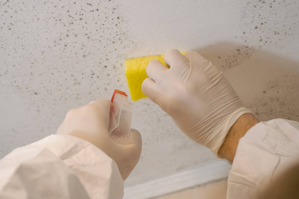 Best Basement Mold Removal  in Vinton, LA