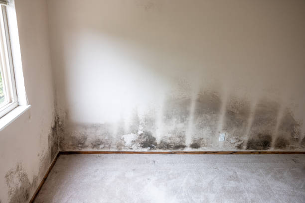 Best Commercial Mold Inspection  in Vinton, LA