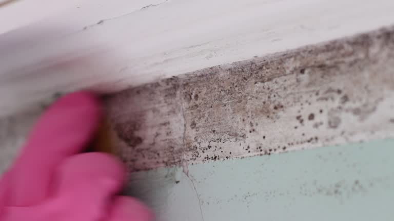 Best Mold Remediation for Rental Properties  in Vinton, LA